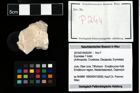 Foto (Objekt + Etikett) von Erymidae ? Indet.  (NHMW-GEO-2014-0194-0244)